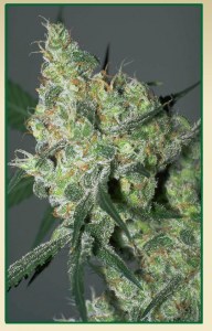 Семена Serious seeds White Russian feminized
