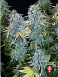 Семена Serious seeds Serious Happiness feminized